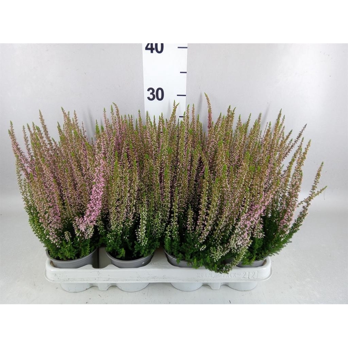 <h4>Calluna vulg. 'Beauty L Michelle'</h4>