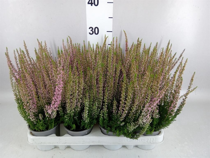 Calluna vulg. 'Beauty L Michelle'