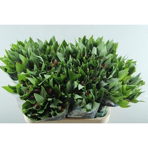 Alstr Nadya (rood)xxx