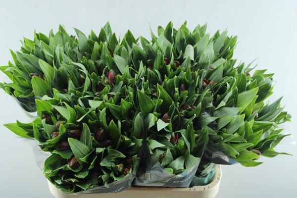 <h4>Alstr Nadya (rood)xxx</h4>