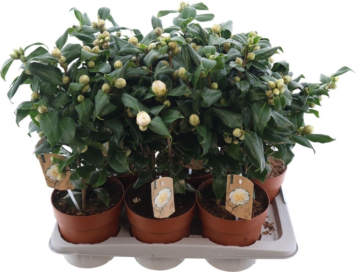 <h4>Camellia Jap Brushfield Yellow 20+</h4>