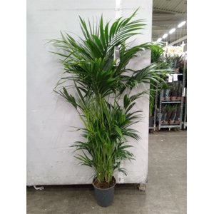 Howea forsteriana