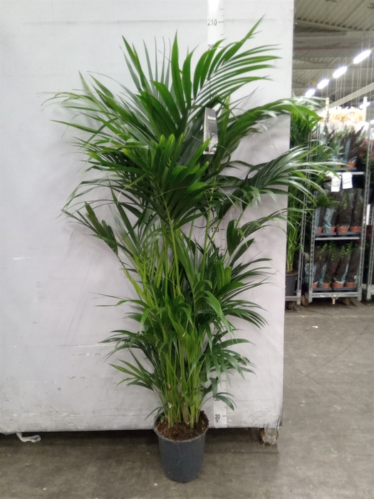 <h4>Howea forsteriana</h4>