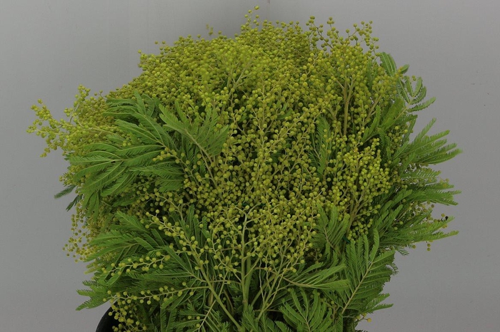 <h4>Acacia Bl Bailey Bs</h4>