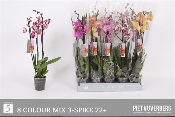 <h4>Phalaenopsis Mixed (3-Spike)</h4>