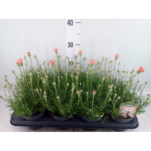 Rhodanthemum hosm. 'Zagora Orange'