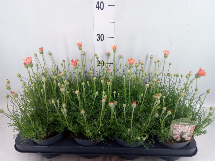 <h4>Rhodanthemum hosm. 'Zagora Orange'</h4>