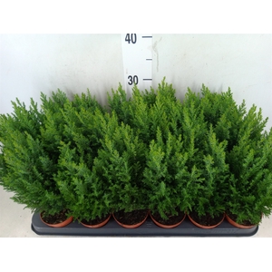 Chamaecyparis laws. 'Ellwoodii'
