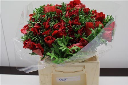 <h4>ANEMONE COR. 'MISTRAL PLUS RED'</h4>