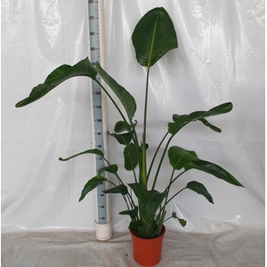 STRELITZIA NICOLAI