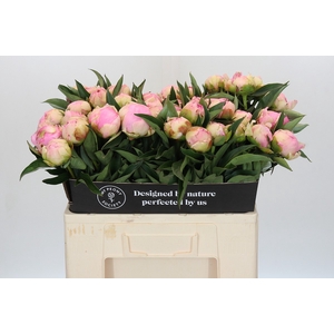 Paeonia Pink Giant