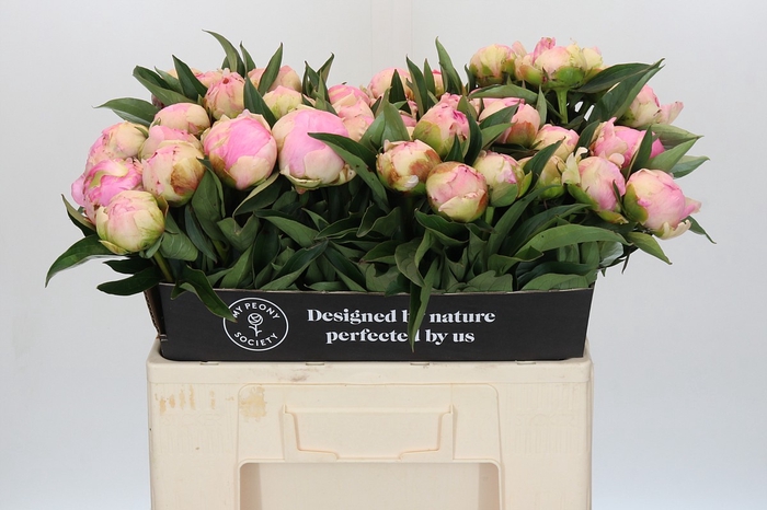 Paeonia Pink Giant