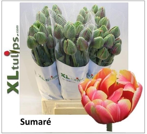 <h4>TU DU SUMARE</h4>