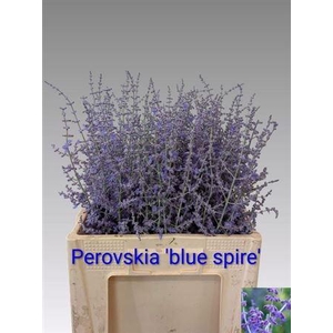 PEROVSKIA BLUE SPIRE