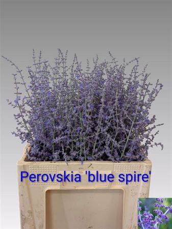 <h4>PEROVSKIA BLUE SPIRE</h4>