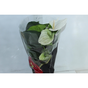 ANTHURIUM ALASKA P17 PREMIUM