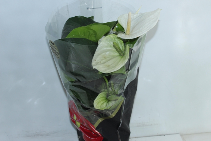 <h4>ANTHURIUM ALASKA P17 PREMIUM</h4>