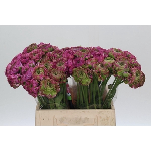 Ranunculus Pon Pon Malva