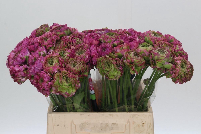 Ranunculus Pon Pon Malva