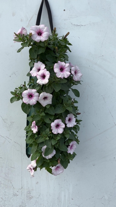 <h4>OVERIGE PERKPL</h4>