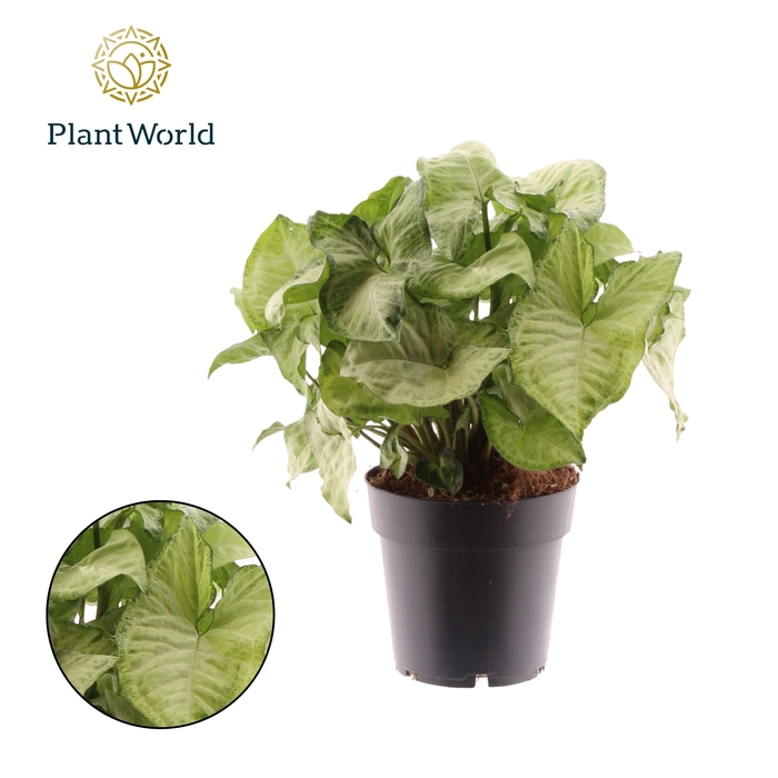 Syngonium White Butterfly