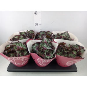 Begonia BD 'Purple Blush'