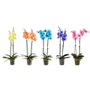 Phal I Am Mix 2T14+