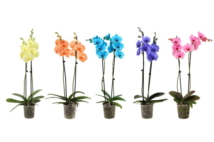 <h4>Phal I Am Mix 2T14+</h4>