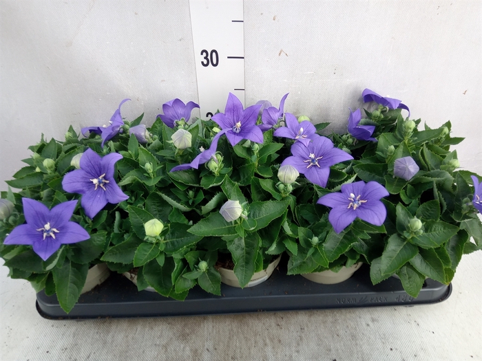 Platycodon grand. 'Astra Blue'