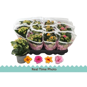 KAL GE GEM TWEEKL BL