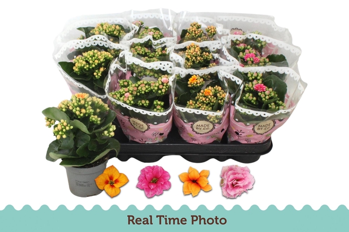 <h4>KAL GE GEM TWEEKL BL</h4>