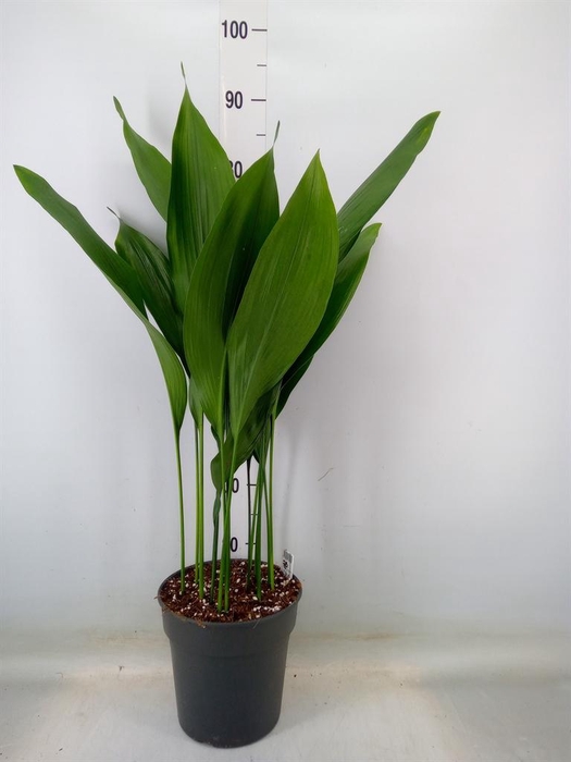 <h4>Aspidistra elat.</h4>