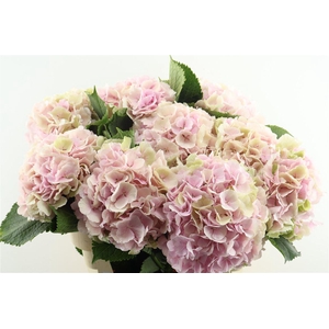 Hydr M Cl. Verena Pink 80-24