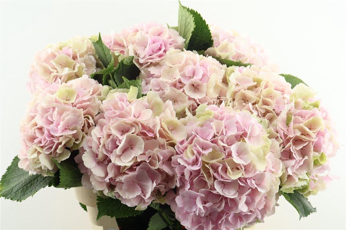 <h4>Hydr M Cl. Verena Pink 80-24</h4>