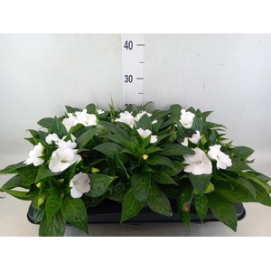Impatiens NG 'Tamarinda White'