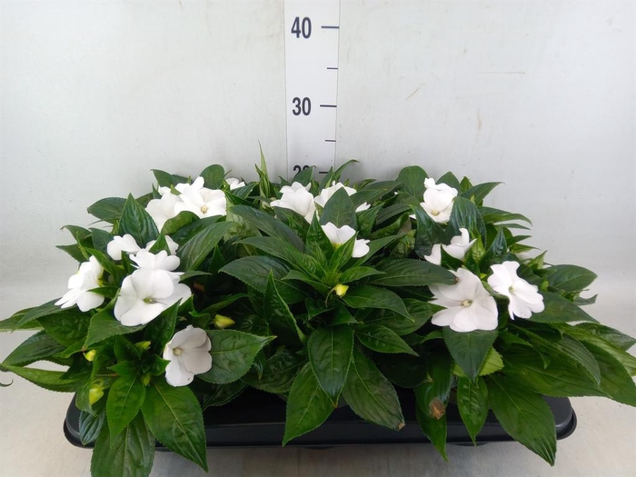<h4>Impatiens NG 'Tamarinda White'</h4>