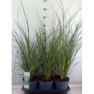 Cortaderia sell.