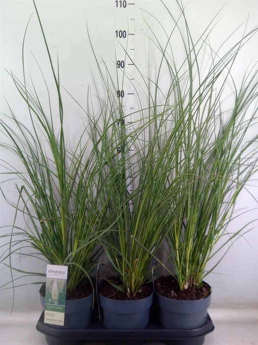 <h4>Cortaderia sell.</h4>