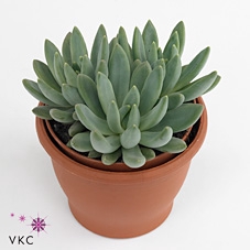 Echeveria hookeri