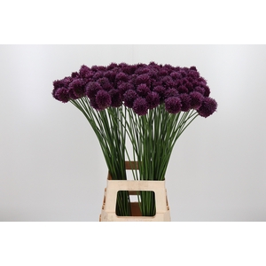 Allium Sphaerocephal (kogel)