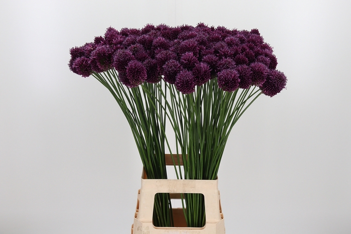 <h4>Allium Sphaerocephal (kogel)</h4>