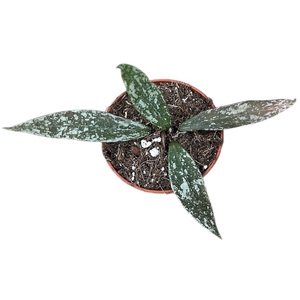 Hoya Lacunosa Laos