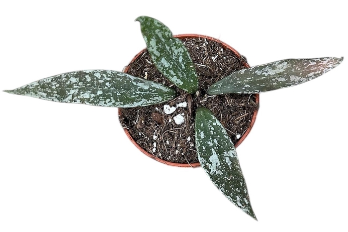 <h4>Hoya Lacunosa Laos</h4>