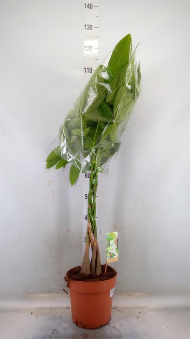 <h4>Pachira aquatica</h4>