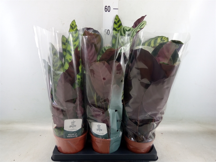 <h4>Calathea   ...mix</h4>