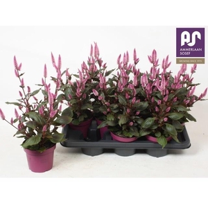 CEL WILD PINK