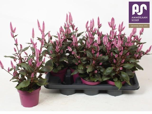 <h4>CEL WILD PINK</h4>