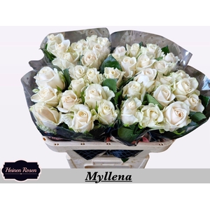 R GR MYLLENA@