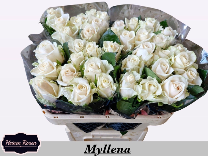 <h4>R GR MYLLENA@</h4>