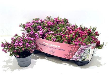 <h4>Gaulth Mucronata (pernettya)</h4>